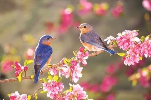 Springtime birds