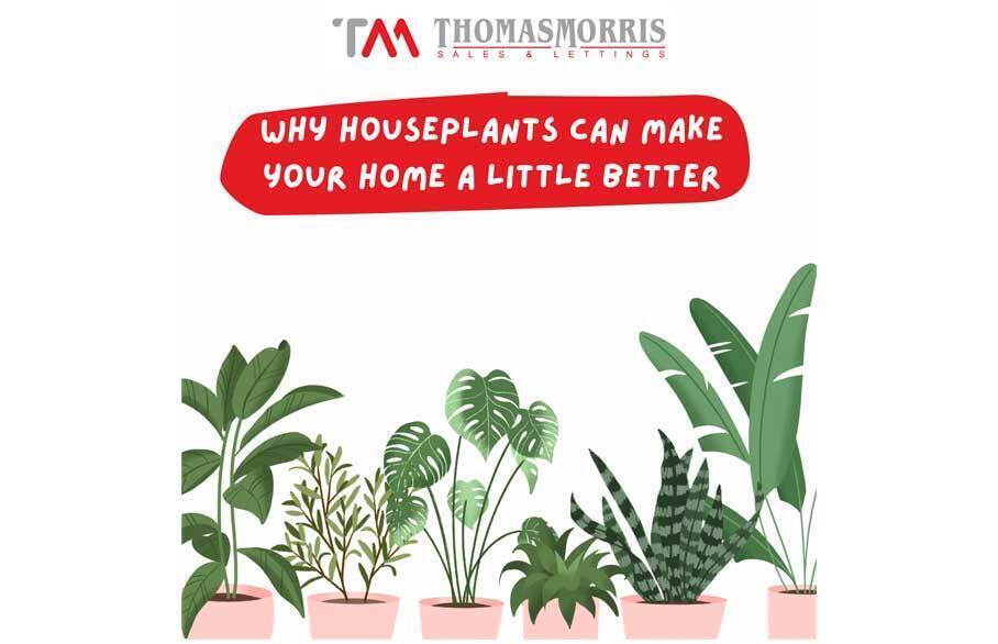 Cartoon houseplants below the title of the blog