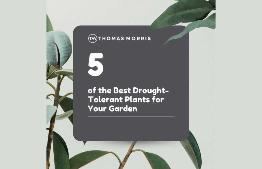 Five of the best drought-tolerant plants for your garden