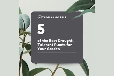 Five of the best drought-tolerant plants for your garden
